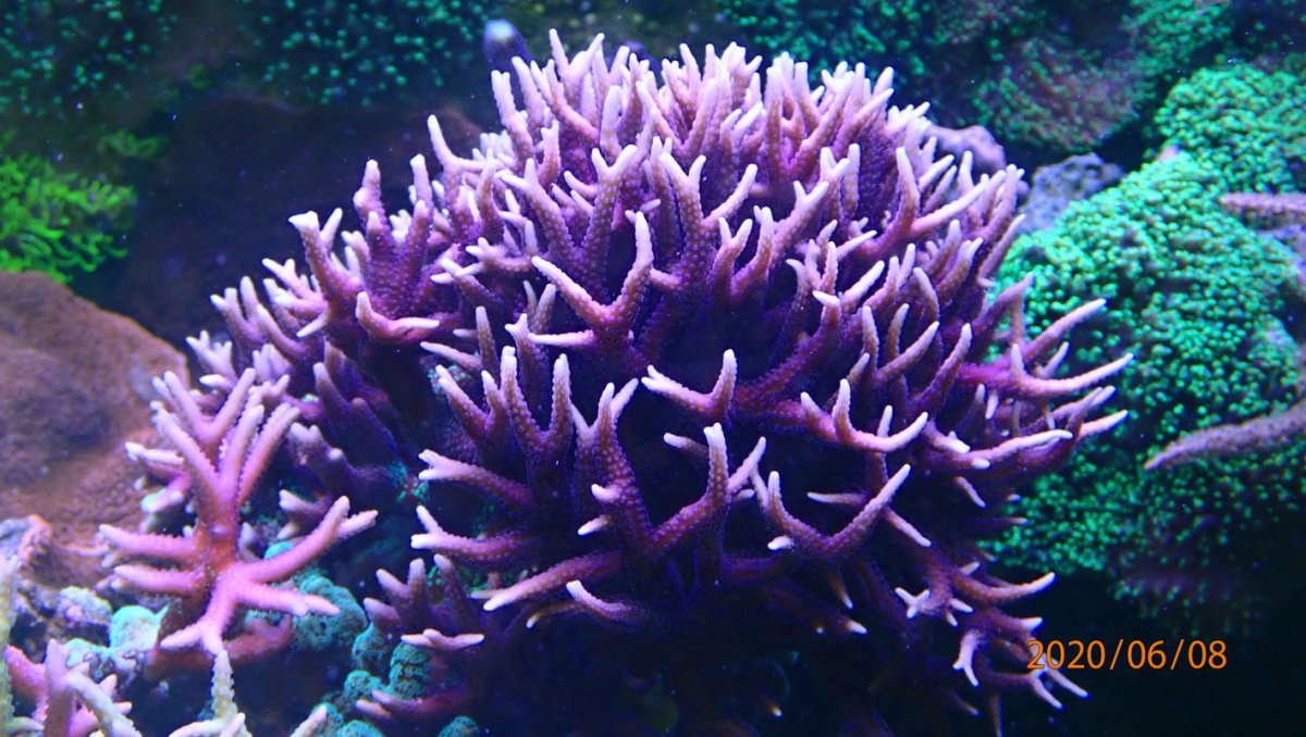 hystrix.jpg