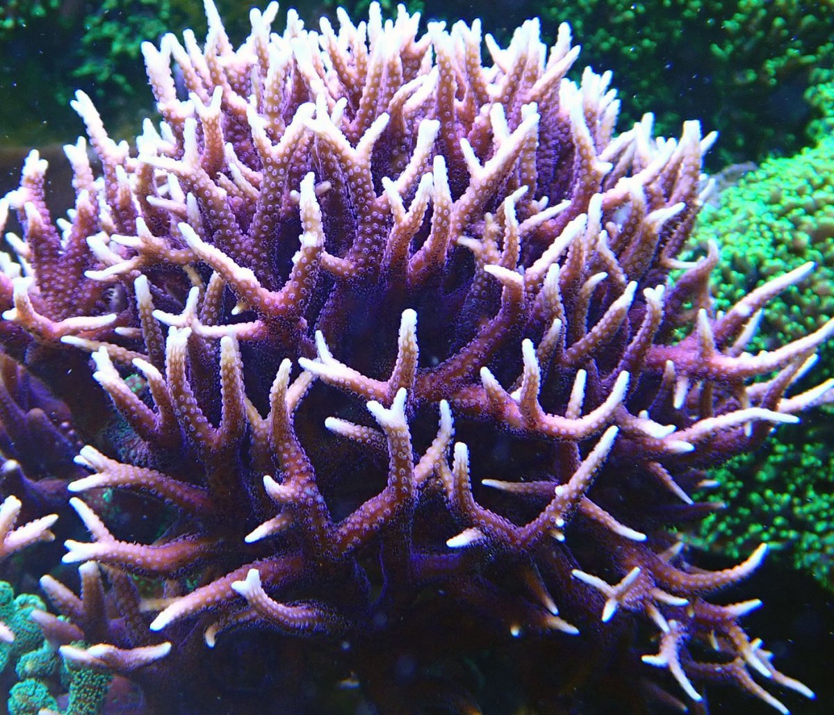 hystrix.jpg