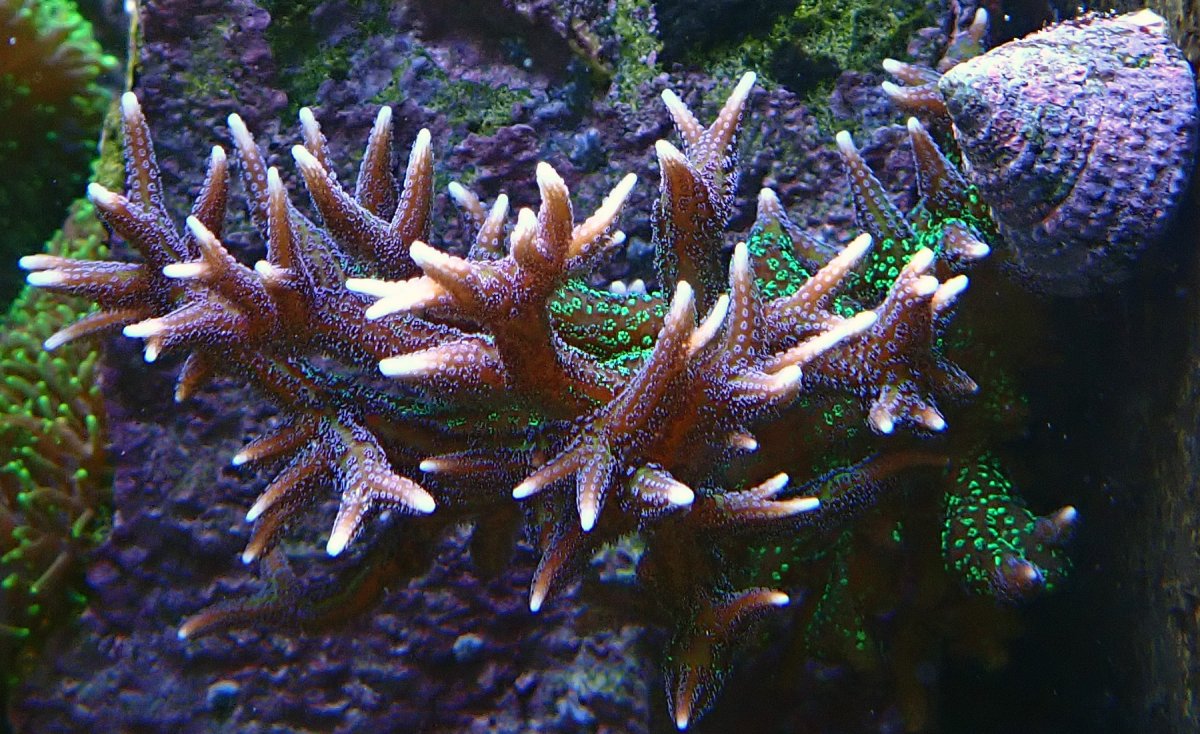hystrix.jpg