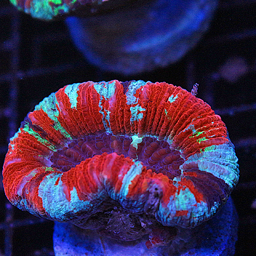 I16 Rainbow Brain Coral 99-59.jpg