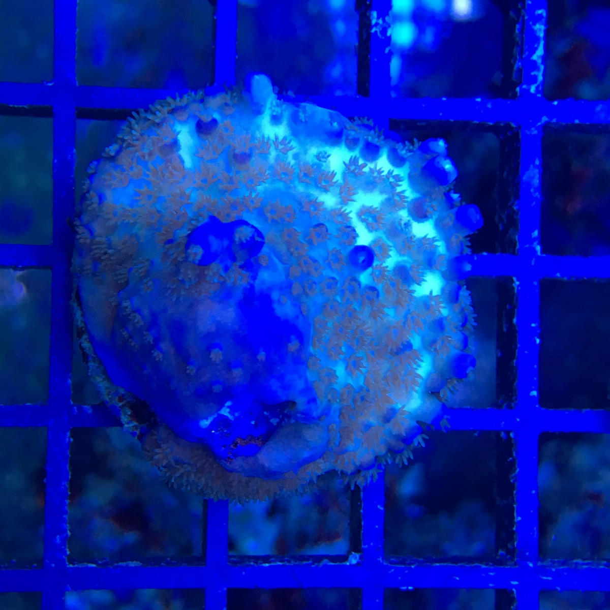 ICE blue and white orange polyps.png