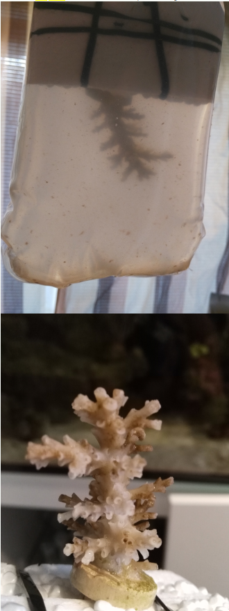 ice.PNG