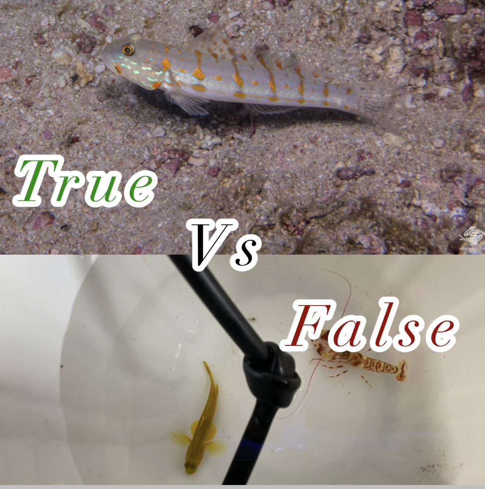 Sand sifter fish new arrivals