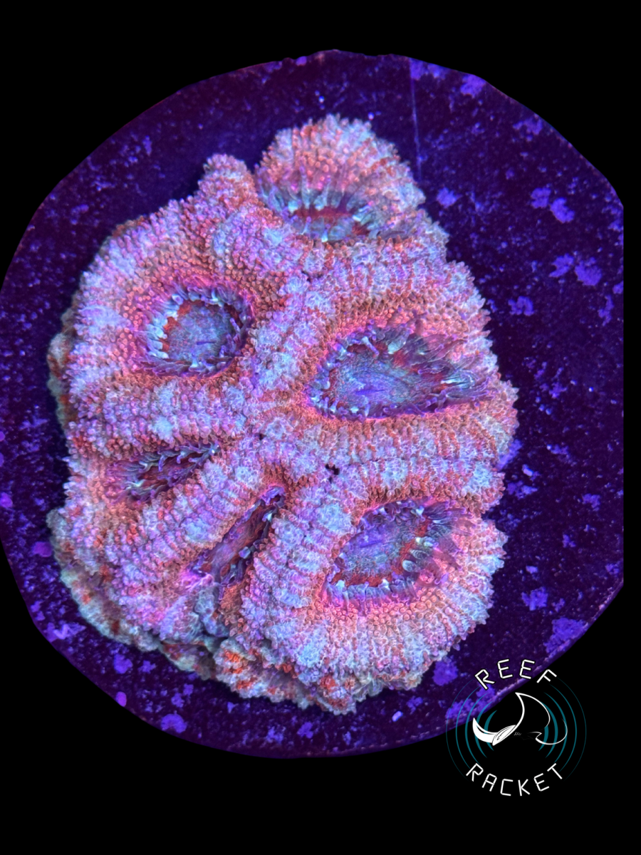 Icy acan colony.PNG