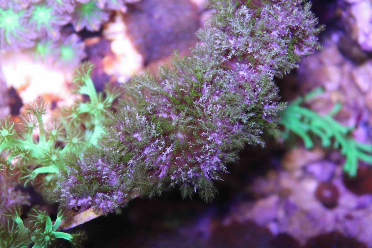 ID coral.jpg