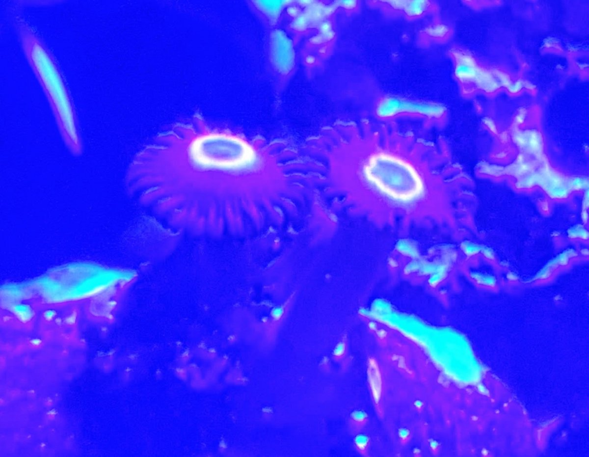id coral2.jpg
