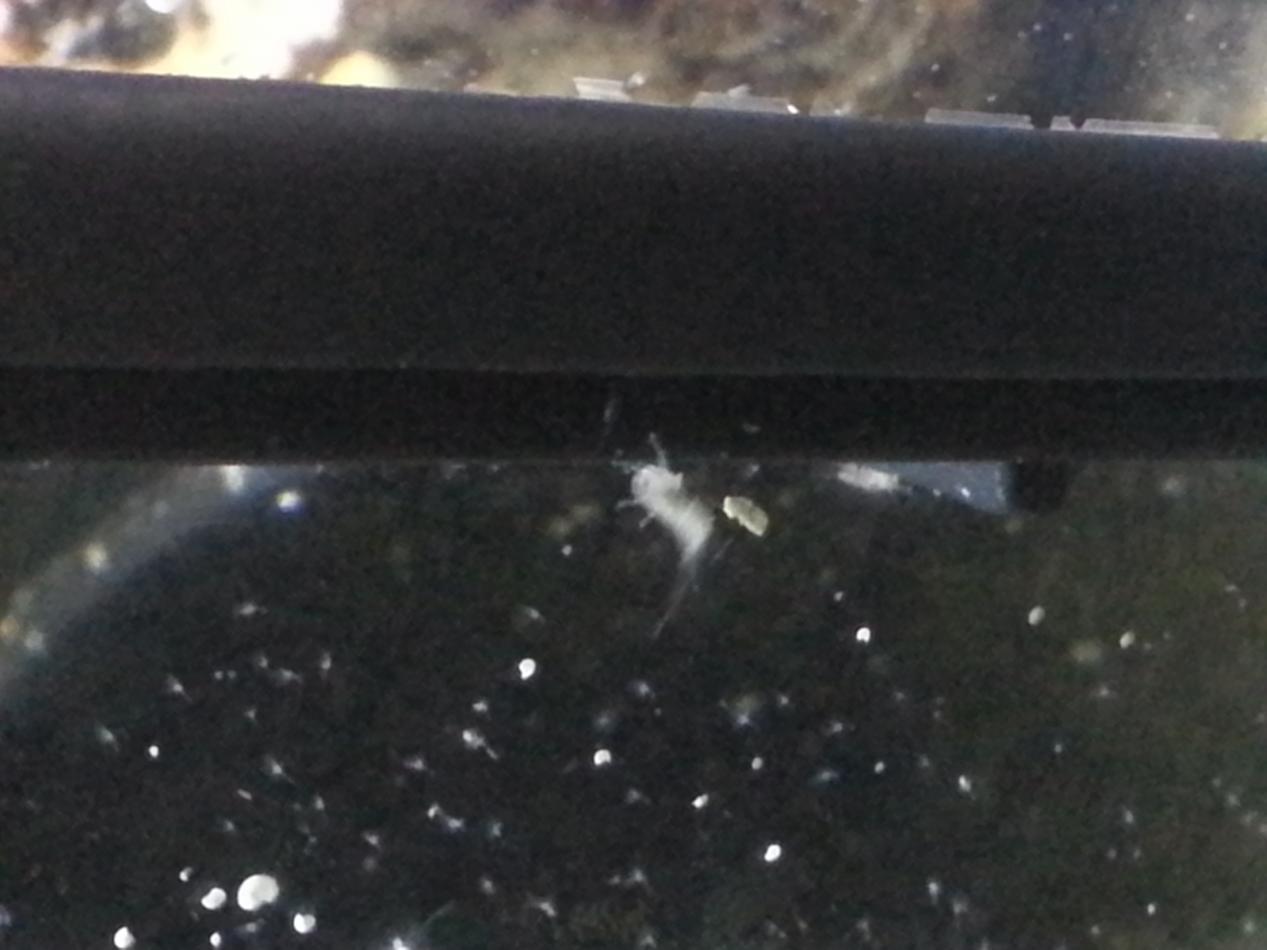 id needed.1.jpg