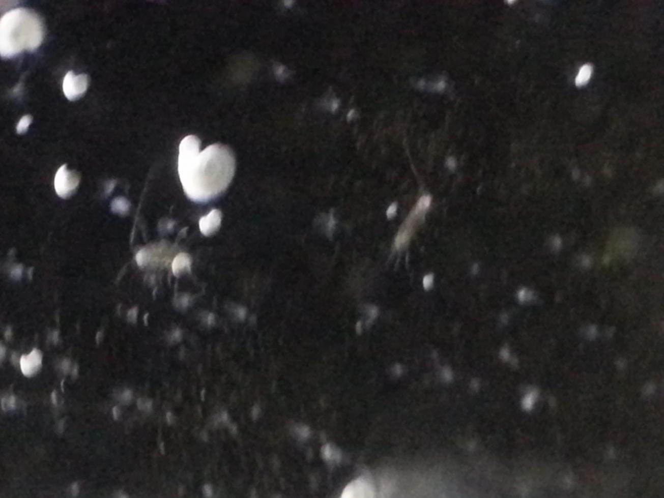 id needed.2.jpg