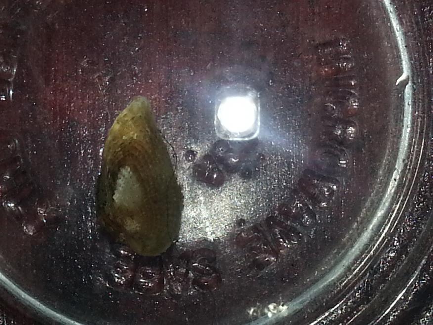 id needed.3.jpg