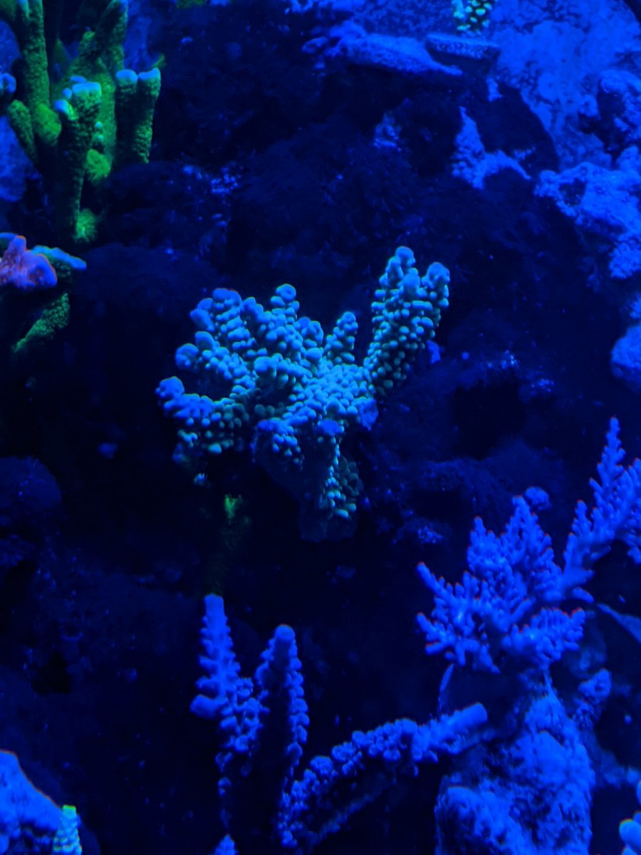 Reef smoothy blue sales