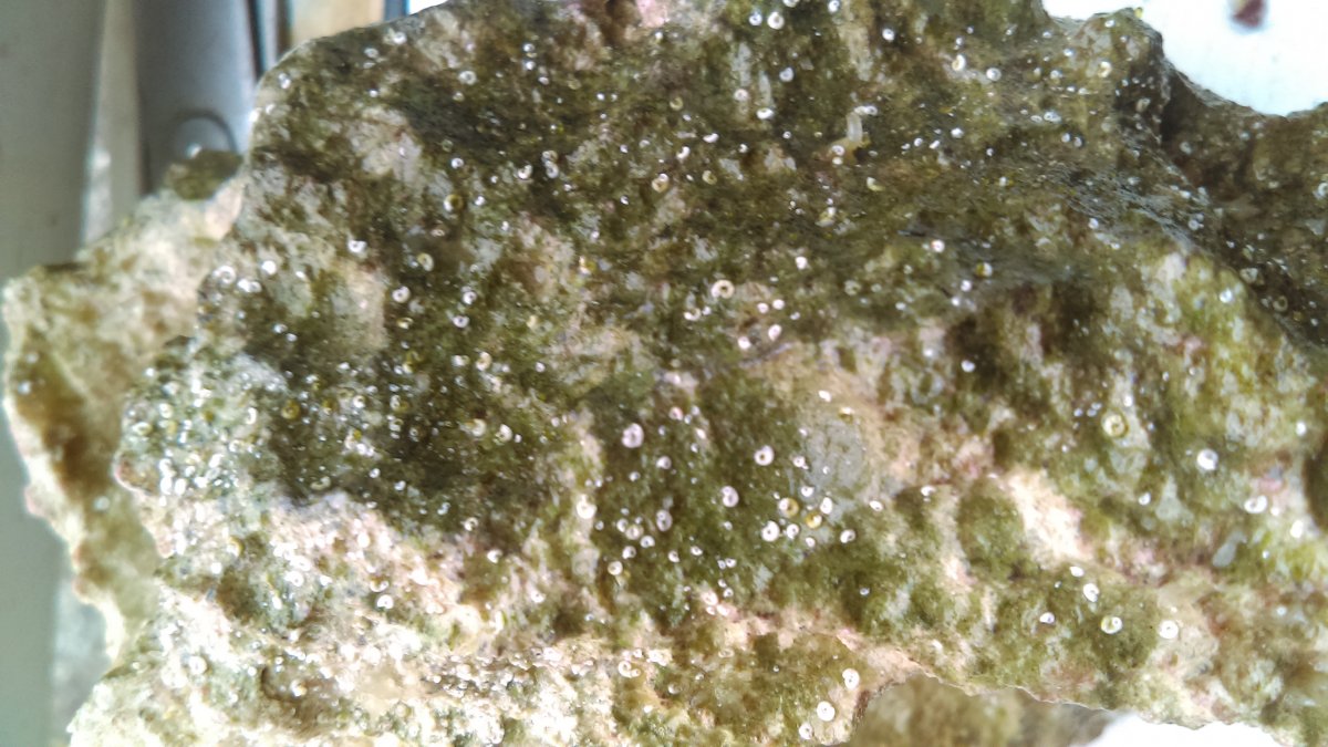 IMAG0052.jpg
