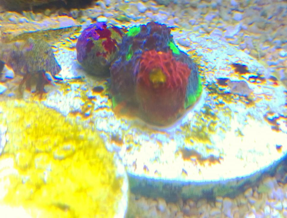 IMAG0065_1.jpg