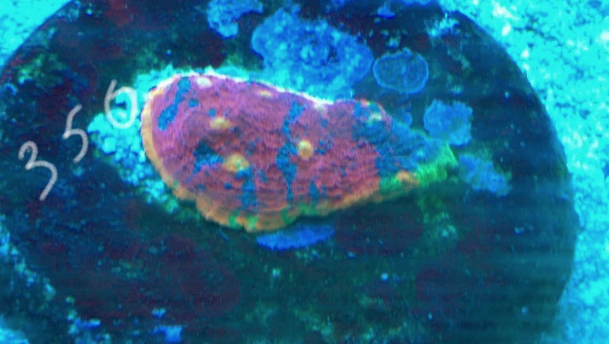 IMAG0069_1_1.jpg