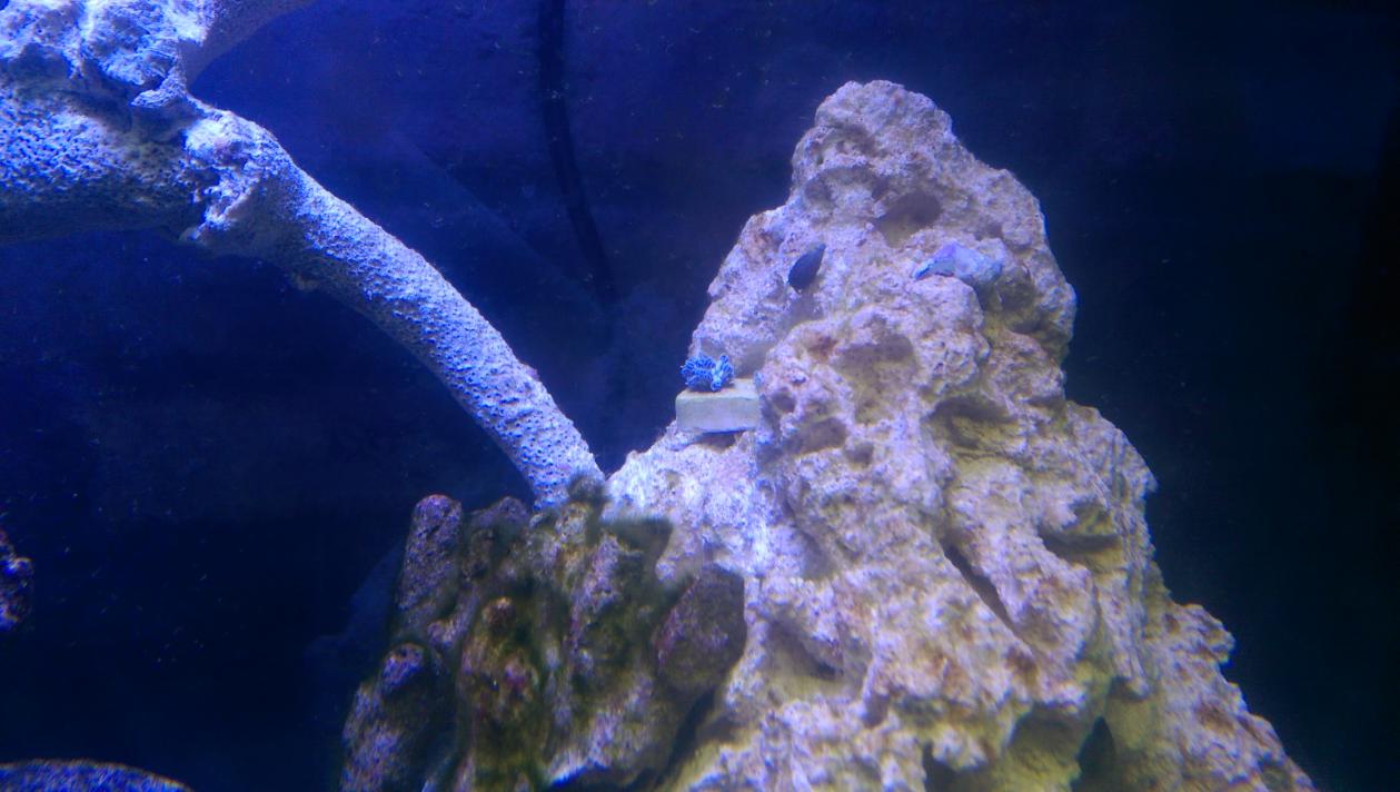 IMAG0203.jpg
