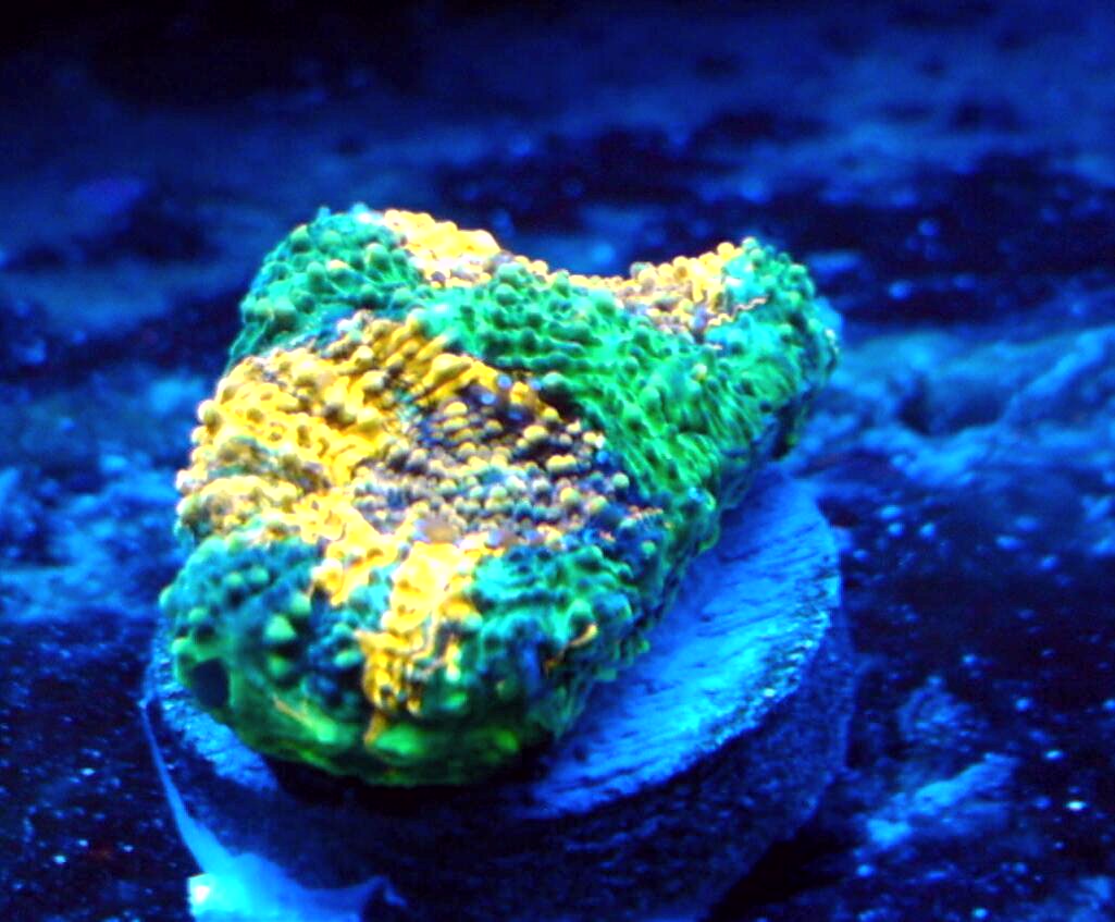 IMAG0317-1-1.jpg