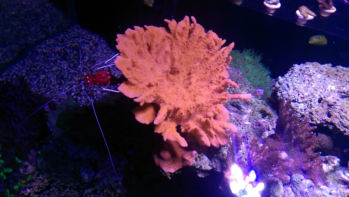 IMAG0334.jpg