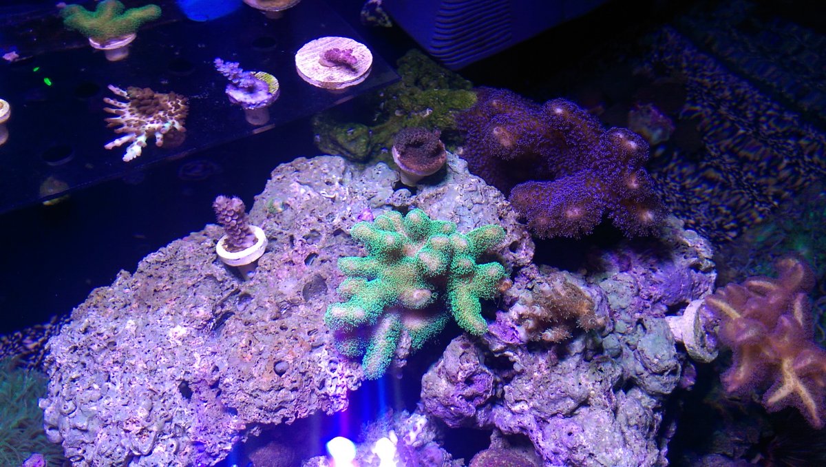 IMAG0336.jpg