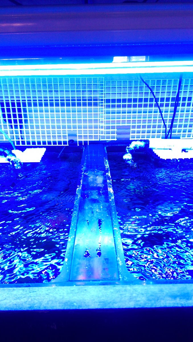 IMAG0678.jpg