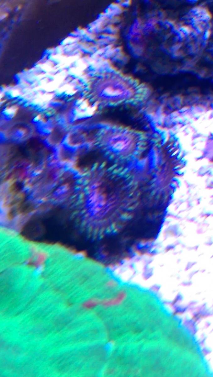 IMAG0694.jpg