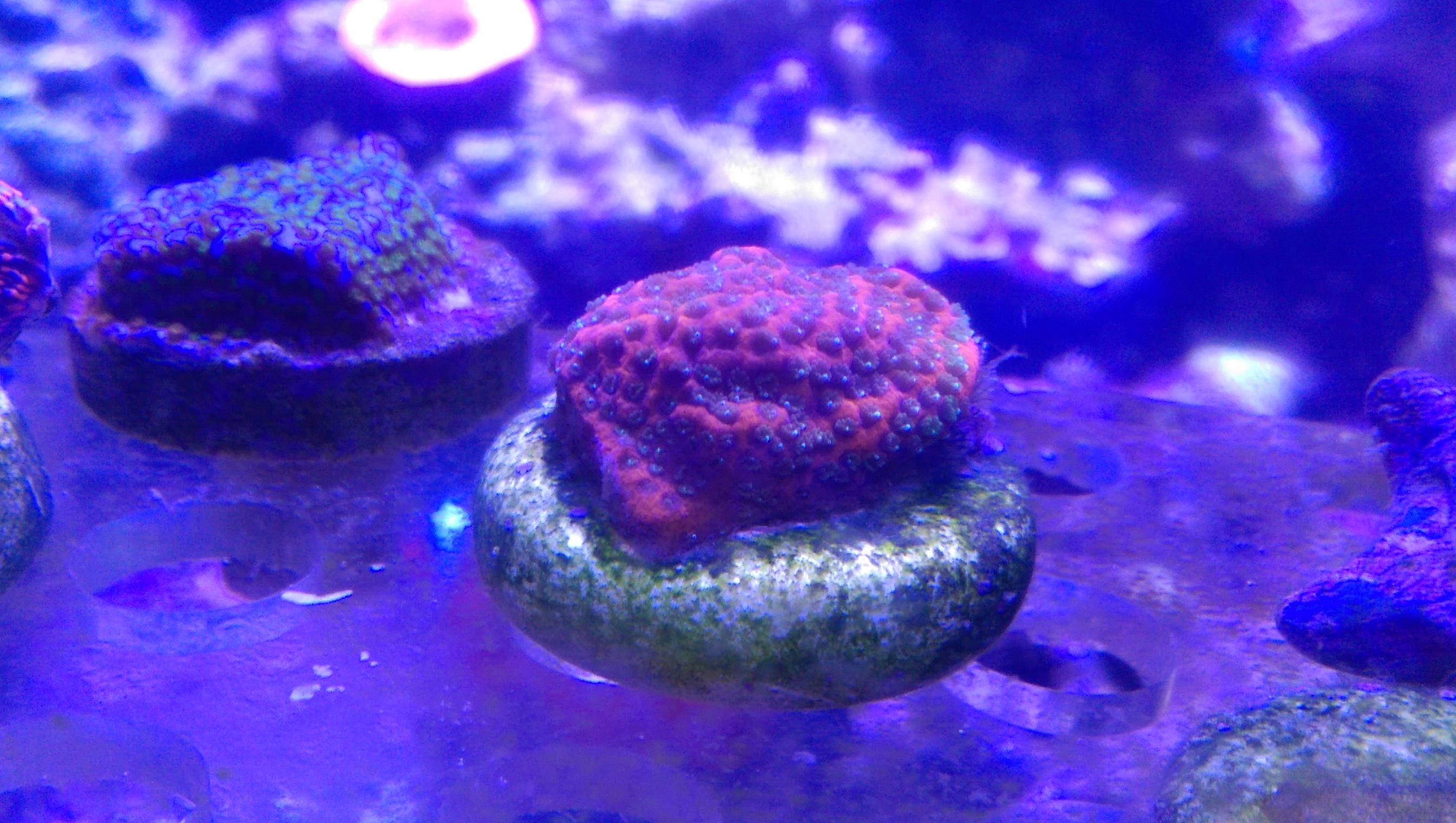 IMAG0739.jpg
