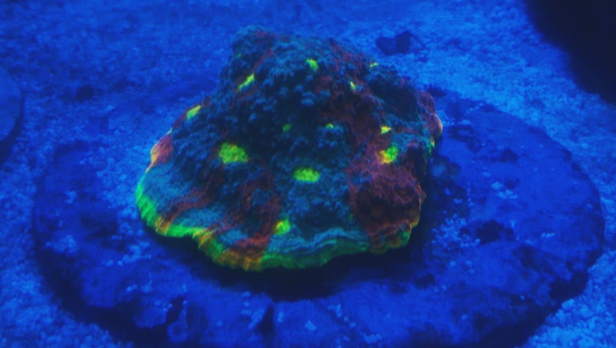 IMAG0817_1.jpg