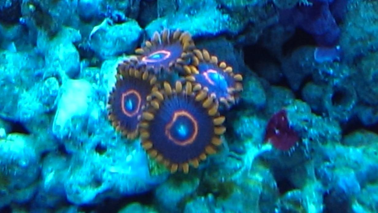 IMAG0966.jpg