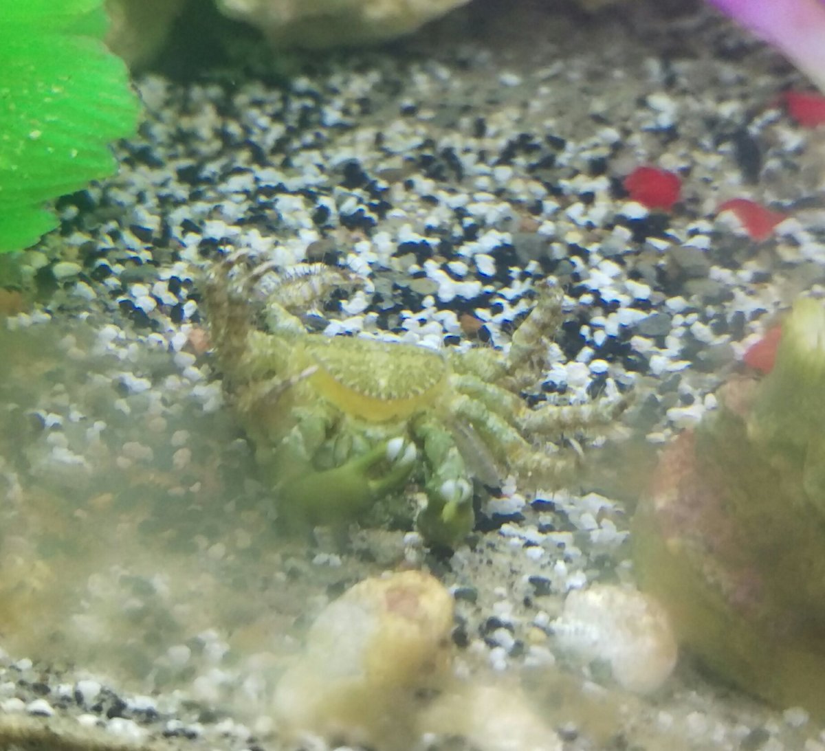 Emerald crab dead or molt? | REEF2REEF Saltwater and Reef Aquarium Forum