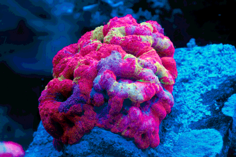 image.gif