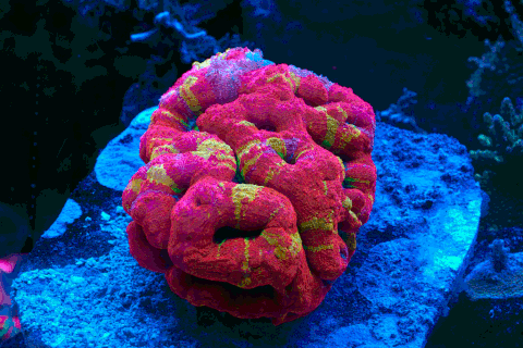 image.gif