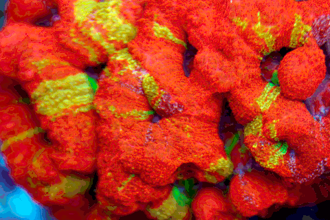 image.gif