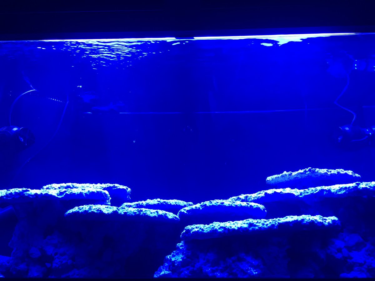 Tips and Tricks on Creating Amazing Aquascapes. | Page 19 | REEF2REEF ...