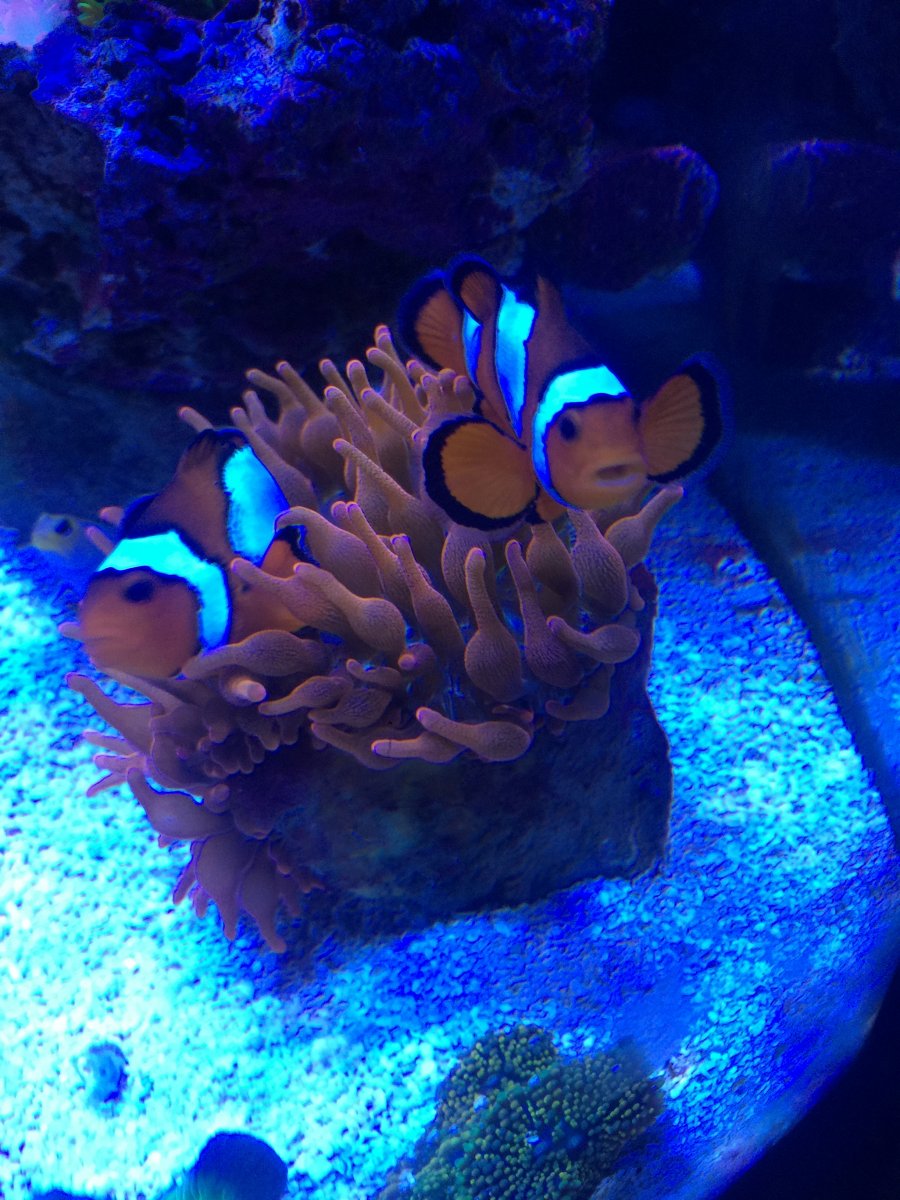 show off your clownfish!!! | Page 5 | REEF2REEF Saltwater and Reef ...