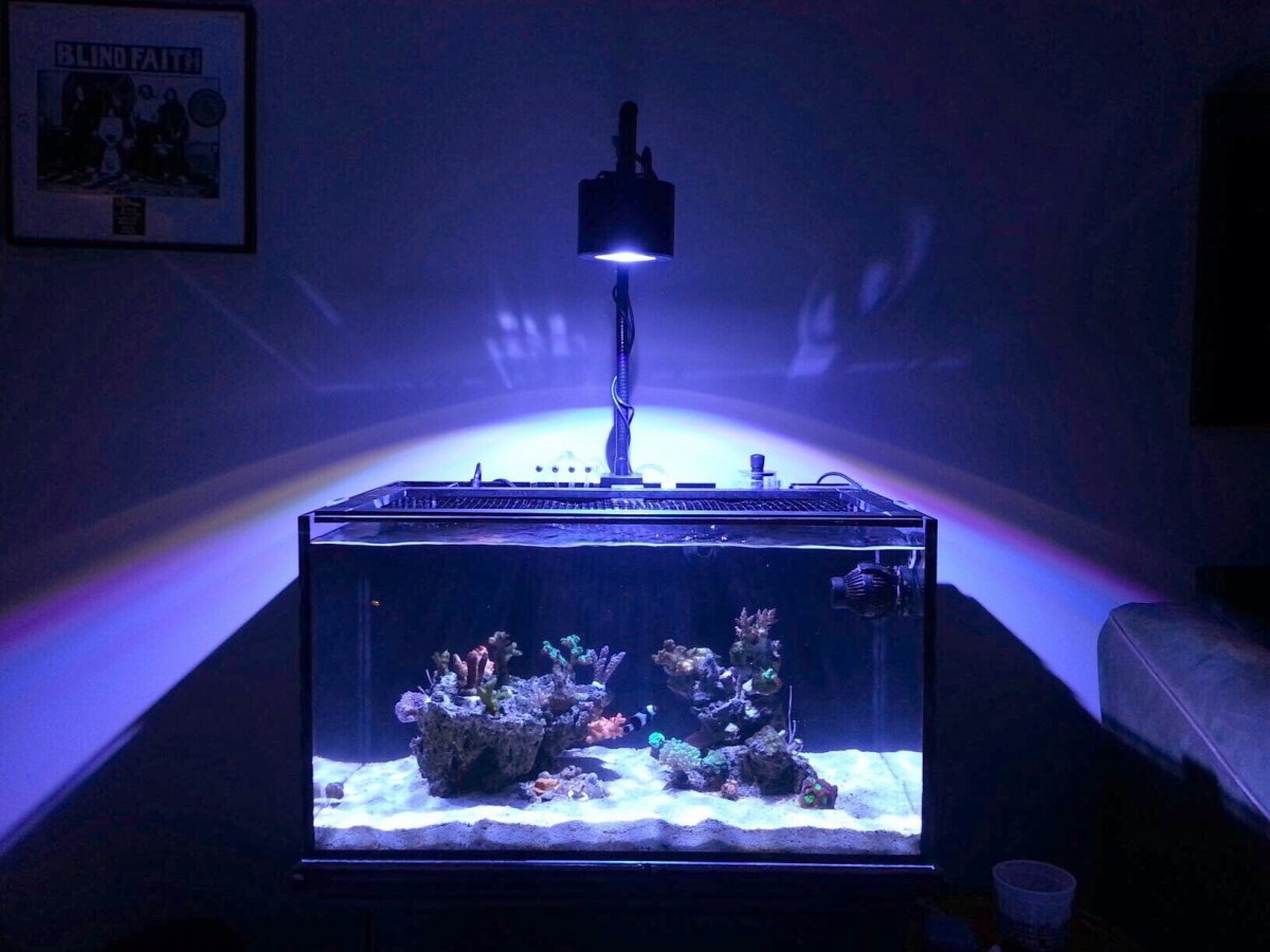 Kessil A150we Amazon Sun And 360we Tuna Sun Announced This Weekend Reef Builders The Reef And Saltwater Aquarium Blog