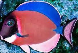 image.jpeg