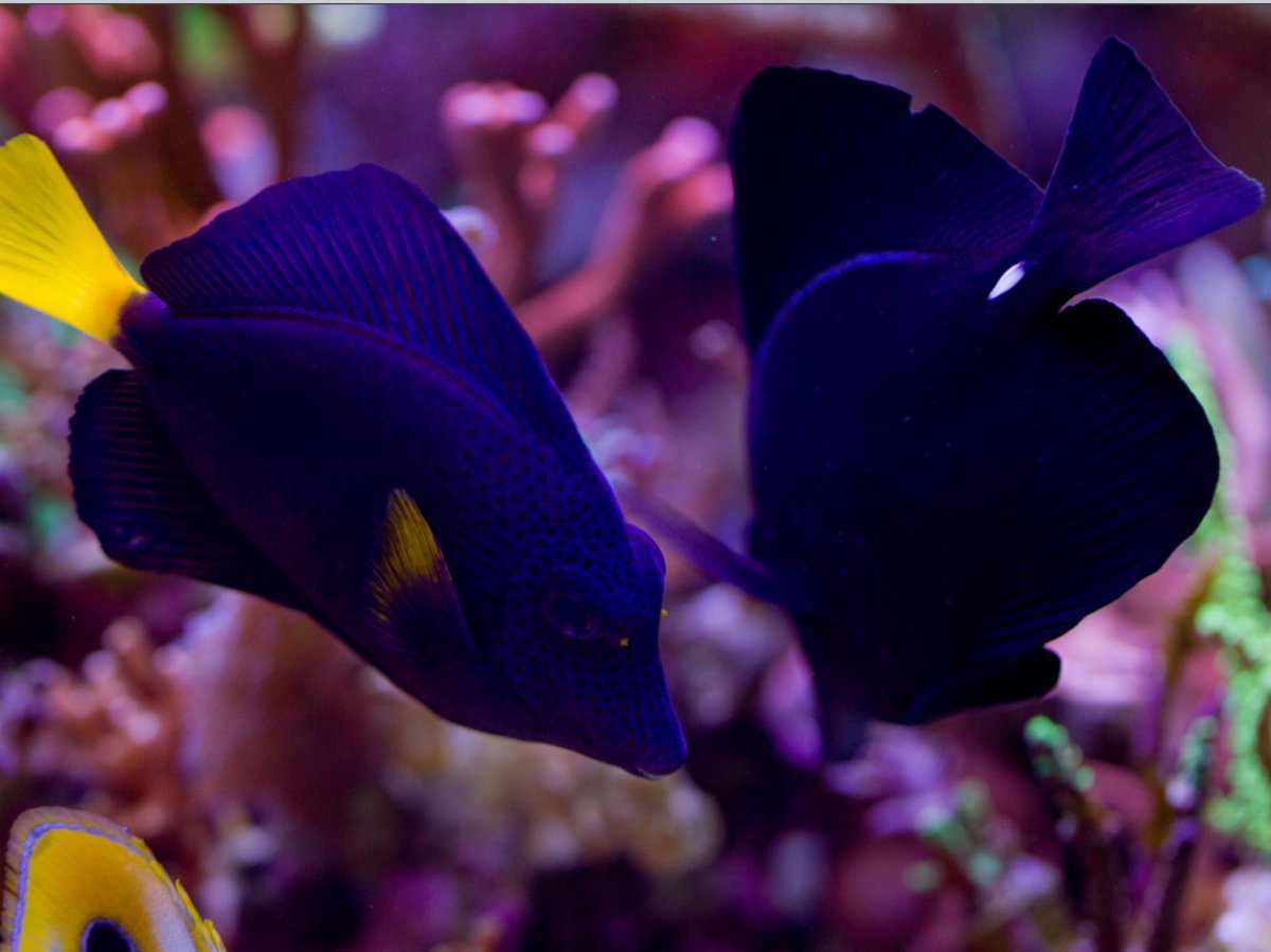 Rare. Hybrid & Uncommon Fish (post photos) | Page 6 | Reef2Reef