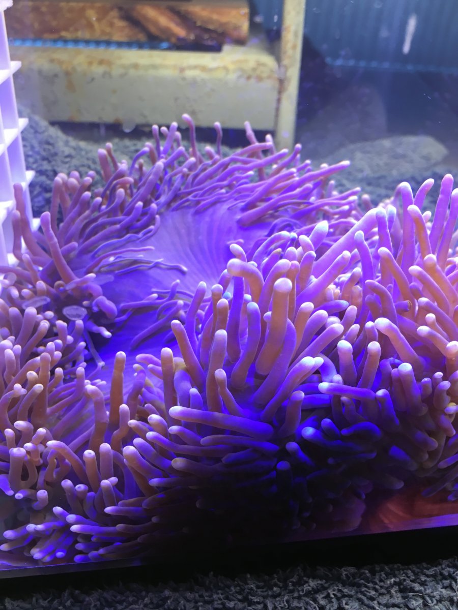 Magnifica/Ritteri Anemone for sale | Reef2Reef
