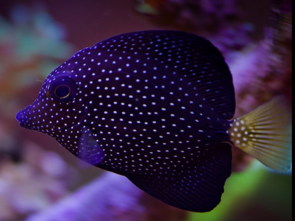 the-holy-grail-rare-marine-fish-page-5-reef2reef