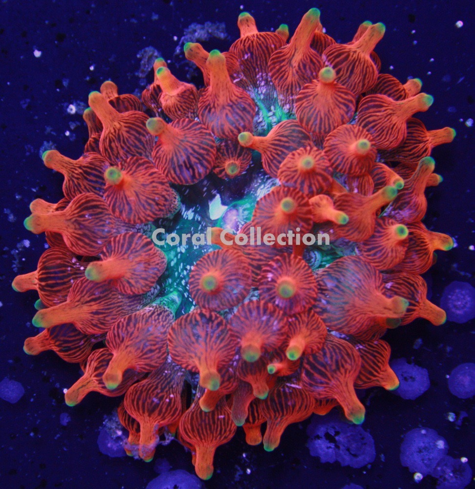 Need id really beautiful | Reef2Reef