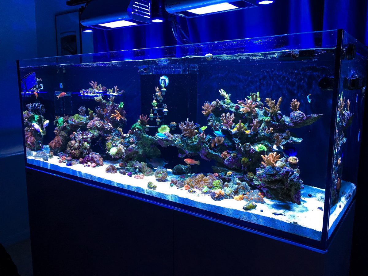 Red Sea Reefer 450 Sps Dominant 2 Months Into Aquaforest Products Reef2reef Saltwater And Reef Aquarium Forum