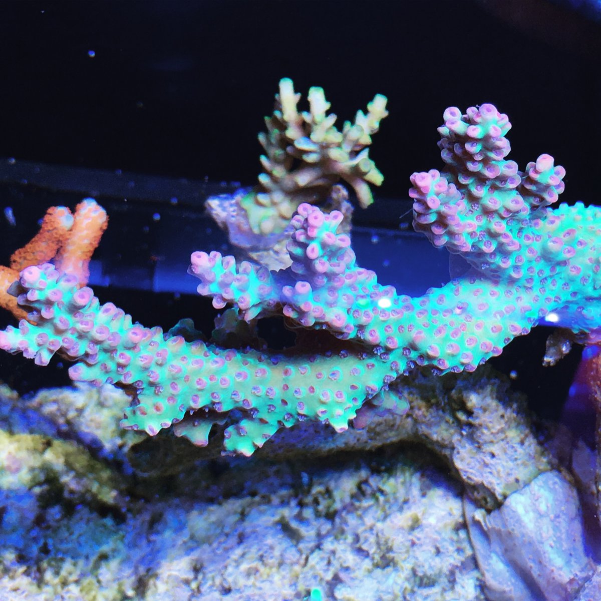 image.jpeg