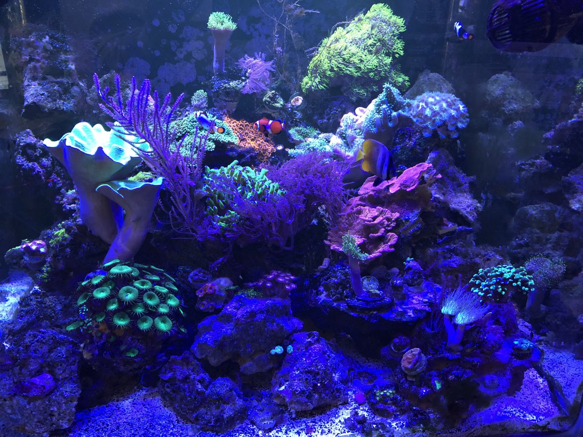 Build Thread - Full Tank Shots From All Around the World | Page 18 ...