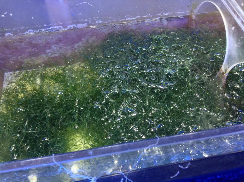 What'd happen if I neglect to harvest my chaeto? | Reef2Reef