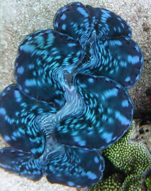 Lets see those CLAM photos! Clams that you have, had, or even ...