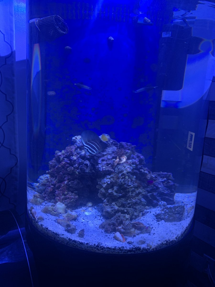 Cylinder tank 105 gallon , need some advice. | Reef2Reef
