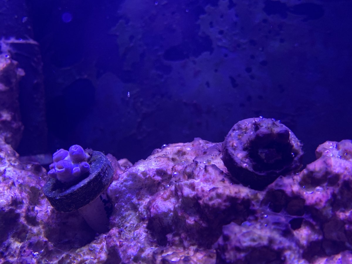 Zoanthids not opening REEF2REEF Saltwater and Reef Aquarium Forum