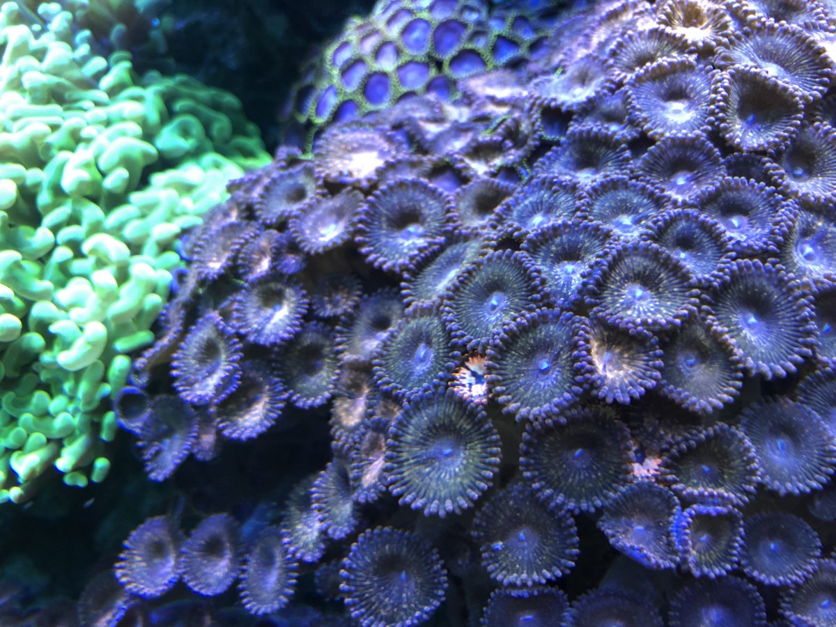 How Invasive are Zoa's? | Reef2Reef