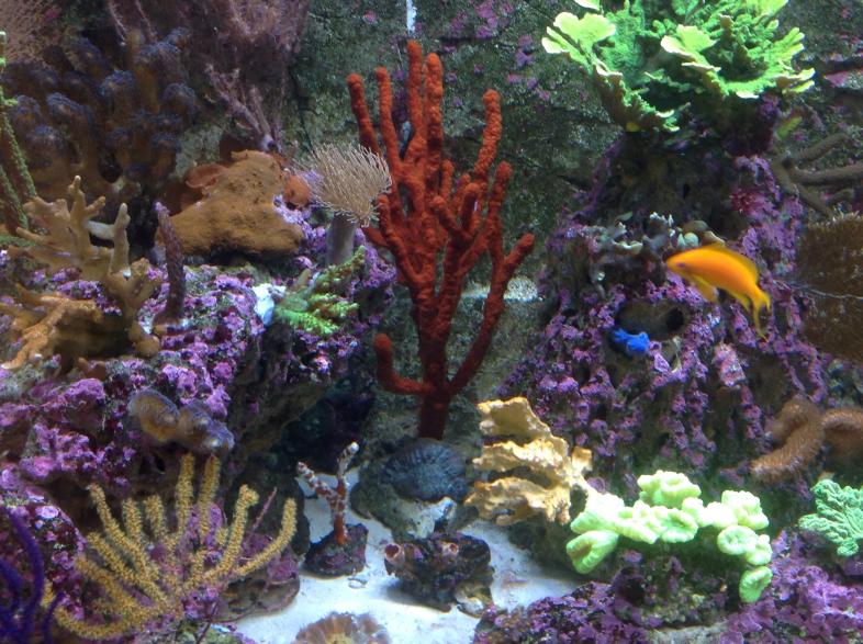 Are Pineapple Sponges A Problem For Saltwater Aquariums? – Reefco Aquariums