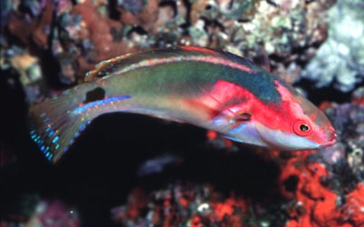 Exquisite Fairy Wrasse / Cirrhilabrus exquisitus | Reef2Reef