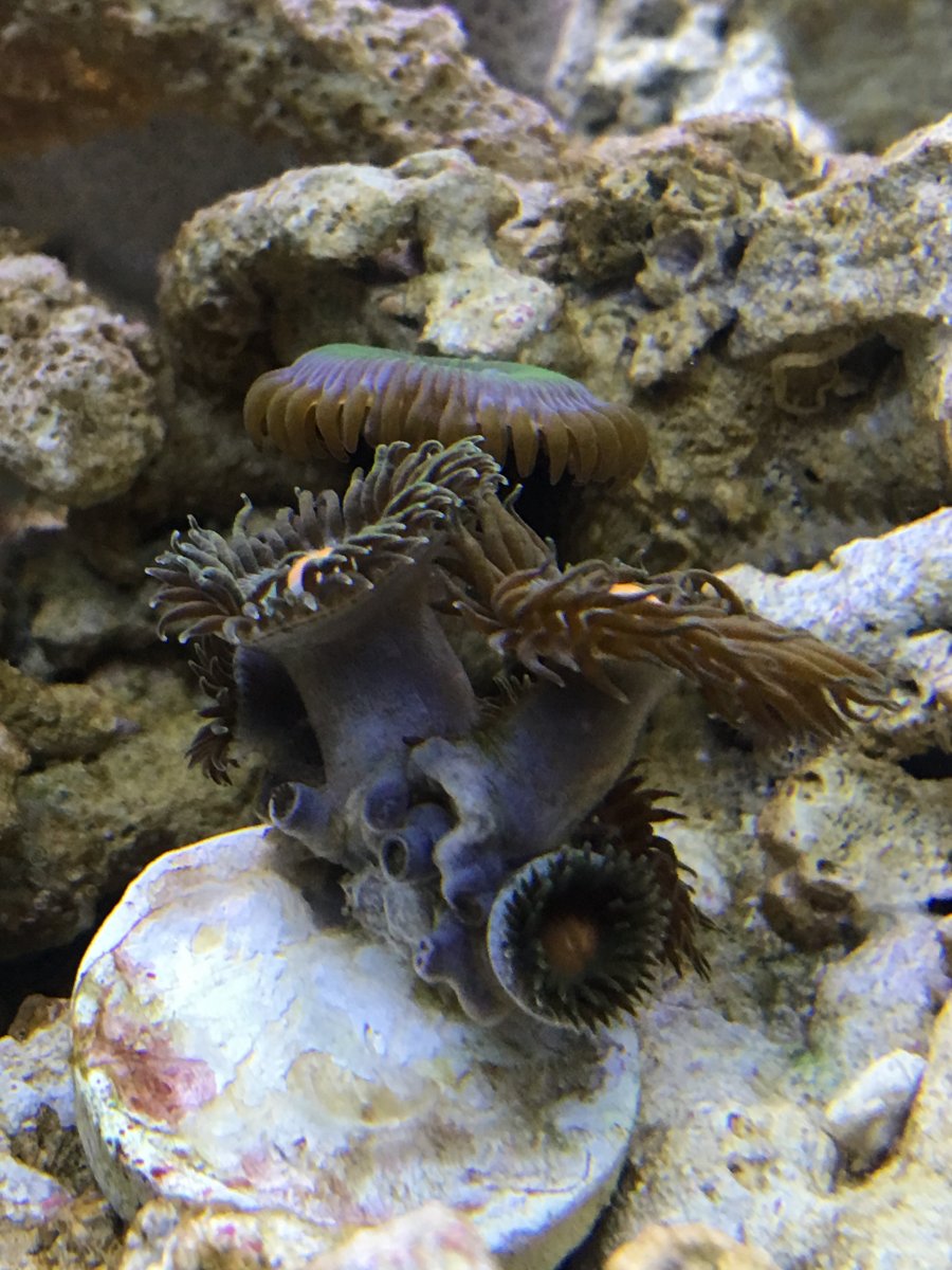 Feeding Zoas what's best? REEF2REEF Saltwater and Reef Aquarium Forum