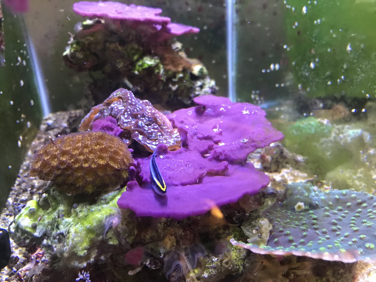 EMERGENCY - Caulerpa racemosa Grape | Reef2Reef